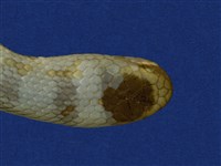 黃唇青斑海蛇藏品圖，第12張